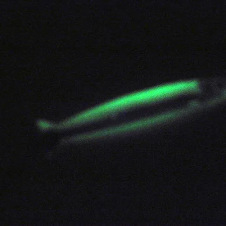 Silver Horde Coho Killer UV Glow Skeddrag, Vit/Grön, 5g, UV-Glow, #3004