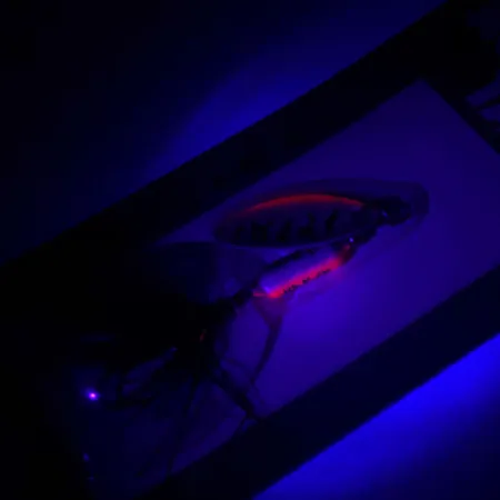 Worden’s Original Rooster Tail Spinnare, Fire Tiger, 1/16oz, #RT.208.TNMT.B3