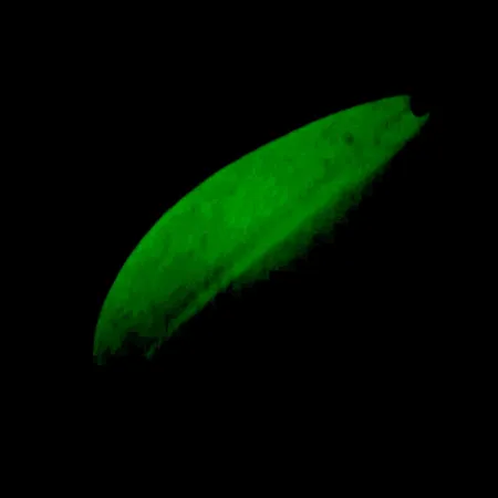 Skeddrag TODDCO Main liner Glow UV, Vit/Gul/Nickel, 21g, UV, #5698