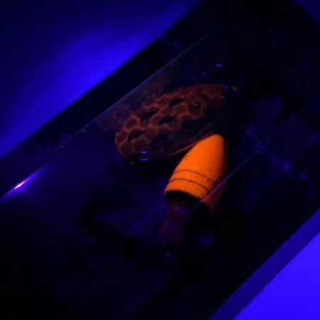 Luhr Jensen Fire Max Miracle 2 UV Spinnare, Räka, 7g, UV, #6044