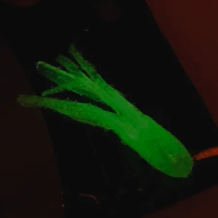 Bass Pro Shops Squermin' Squirts Tube, Vit Glow, 3.5cm, Glow, #6094